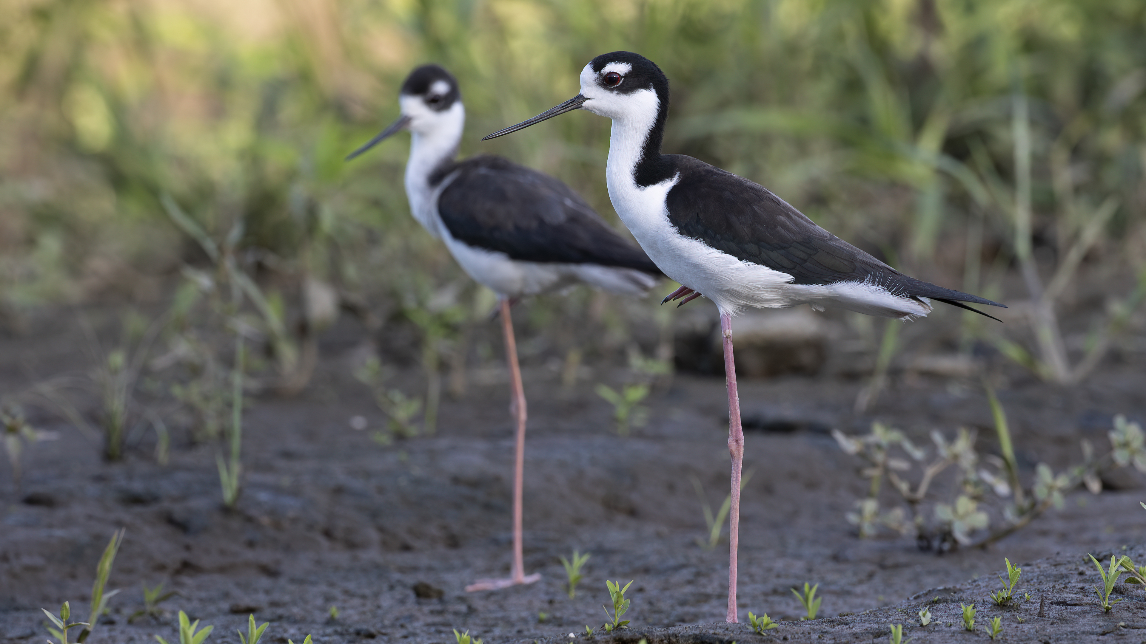 Black-necked Stilt